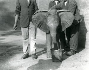 El joven elefante africano Kiberenge siendo dado de beber por Darisha y sus cuidadores, Zoológico de Londres, septiembre de 1923 de Frederick William Bond
